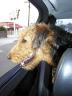 Puppy in Car