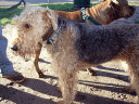 Airedales at the Dog Park