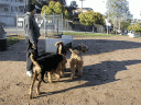 Airedales at the Dog Park