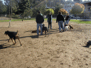 Dogs at the Silverlake Dog park
