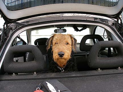 Bogart in the Car