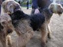 Airedales!!!!