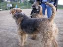 Airedales!!!!
