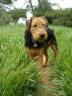 Bogart Airedale Terrier in the Park