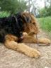 Bogart Airedale Terrier in the Park