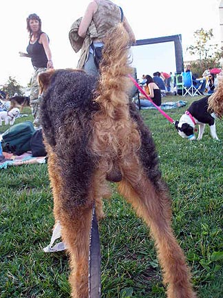 Airedales at the Dog Fest!