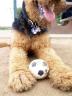 Bogart World Cup Pup