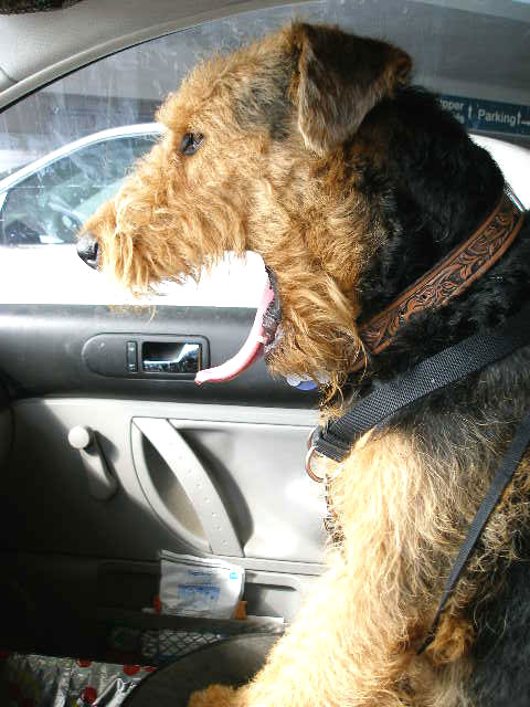 Bogie in the Car