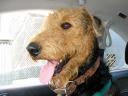 Bogart in the Car