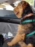 Bogart's New Harness