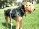 Bogart in the Pasadena Park