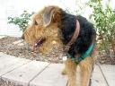 Bogart in the Pasadena Park