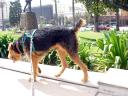 Bogart in the Pasadena Park