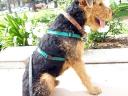Bogart in the Pasadena Park
