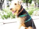 Bogart in the Pasadena Park