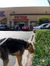Bogart at Petco