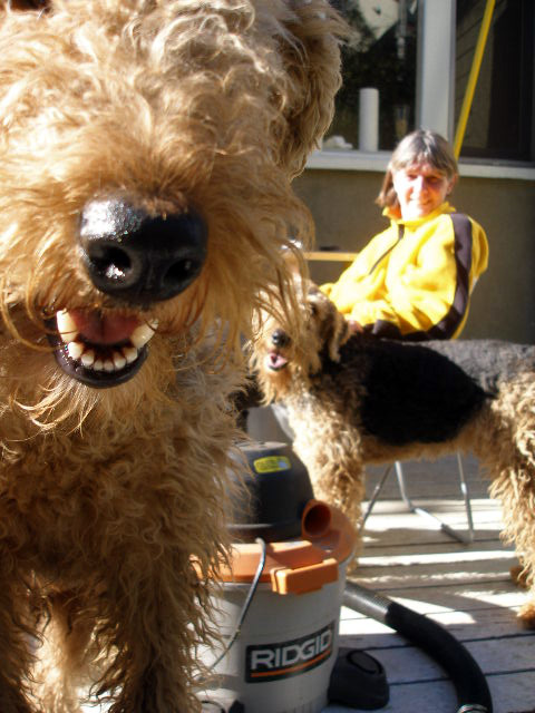 Mareike's Airedales!