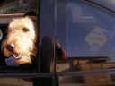 Airedale Taxi
