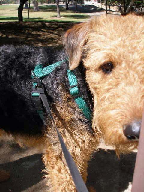 Bogart in Griffith Park