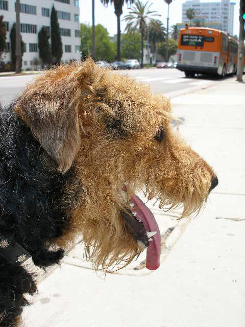 Bogart in Santa Monica