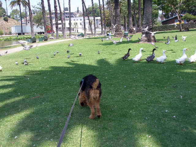 Bogart at the Echo Park Lake