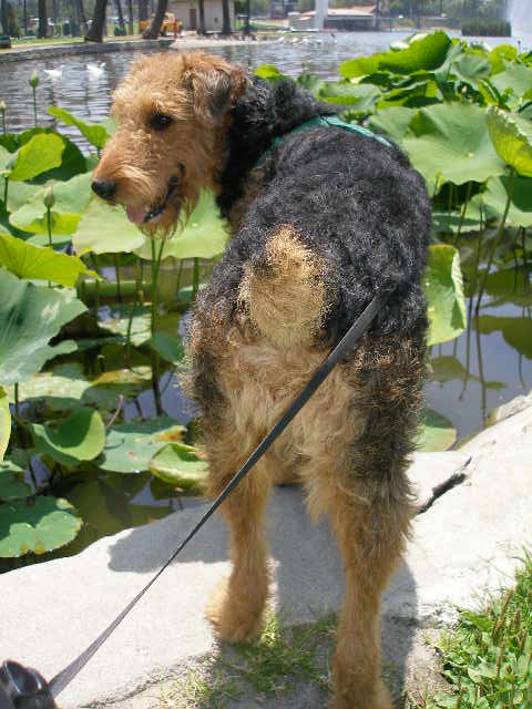 Bogart at the Echo Park Lake