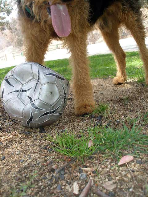 Bogart's New Soccer Ball