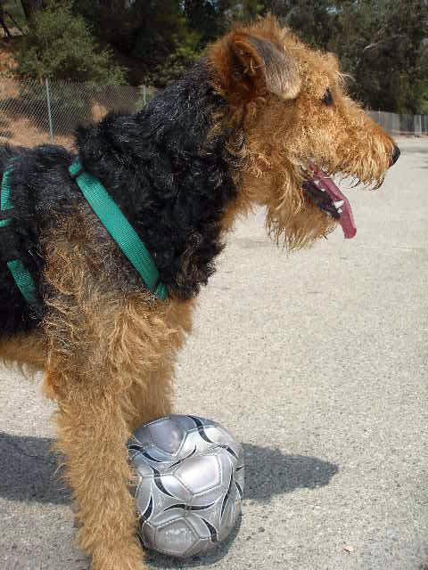 Bogart's New Soccer Ball