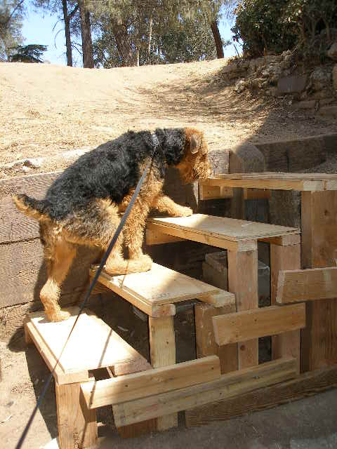 Bogart on the stairs