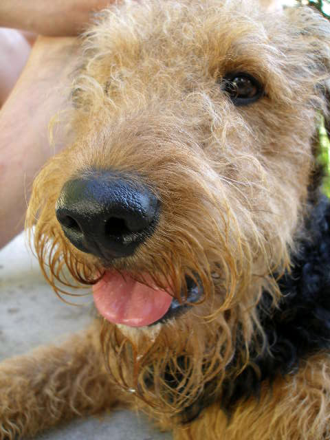 Bogart the Airedale