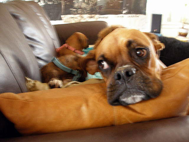 Boxer Babies and Heidi