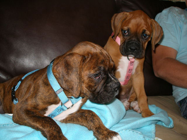 Boxer Babies and Heidi