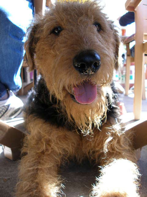 Airedale Day