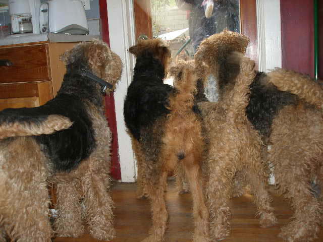Pile of Airedales