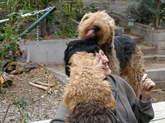 Pile of Airedales