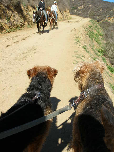 Airedale Hollywood Trail