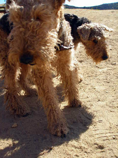 Airedale Hollywood Trail