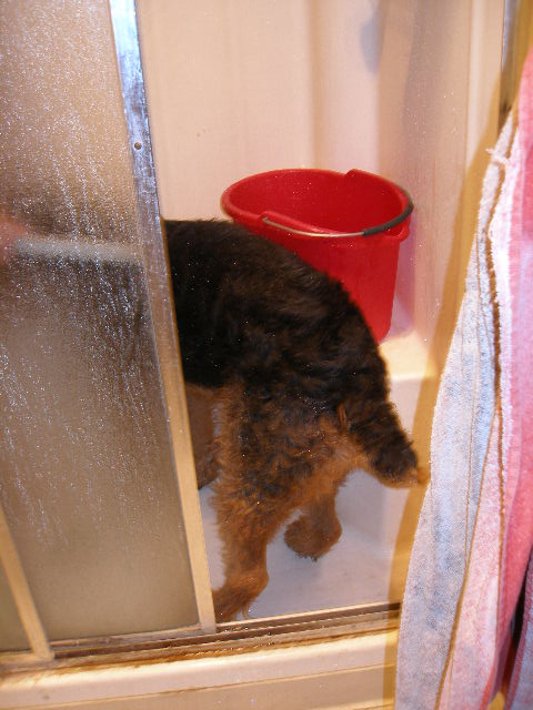 Bath Time for Bogie