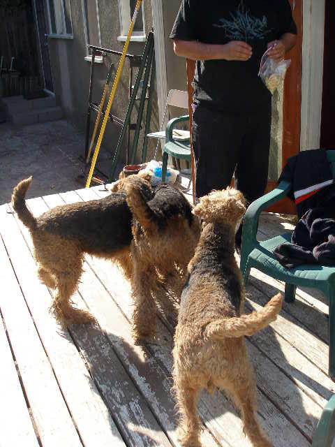 The Airedale Habit