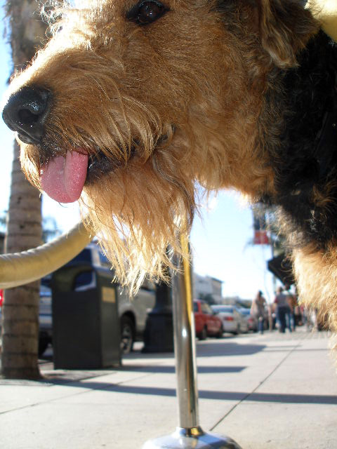 Bogart in Pasadena