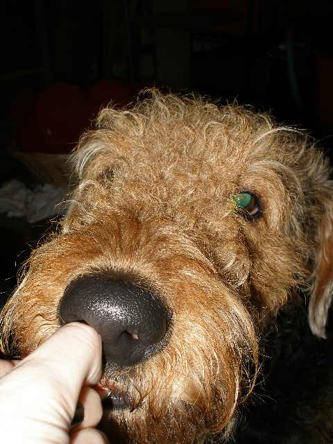 Possessed Airedale