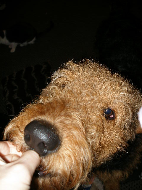 Possessed Airedale