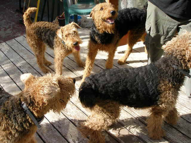Airedales!
