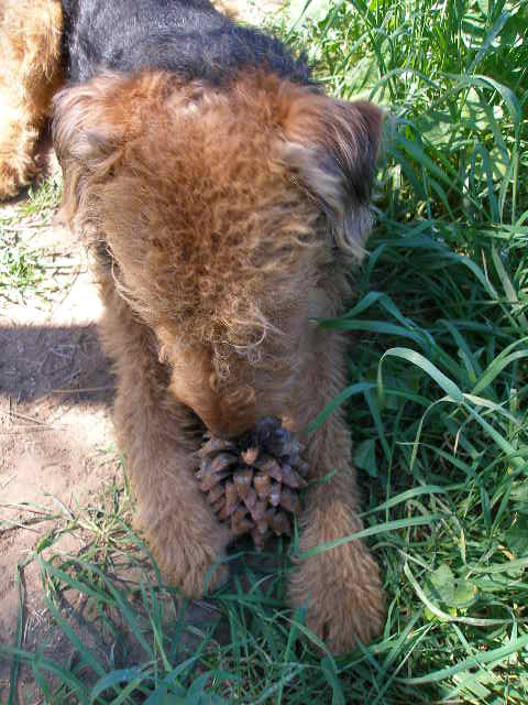 Airedale Pine Cone