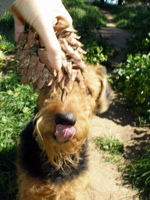 Airedale Pine Cone
