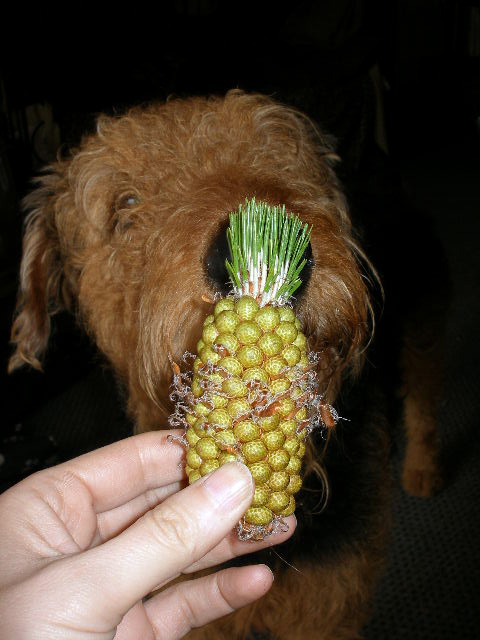 Pineapple Cone