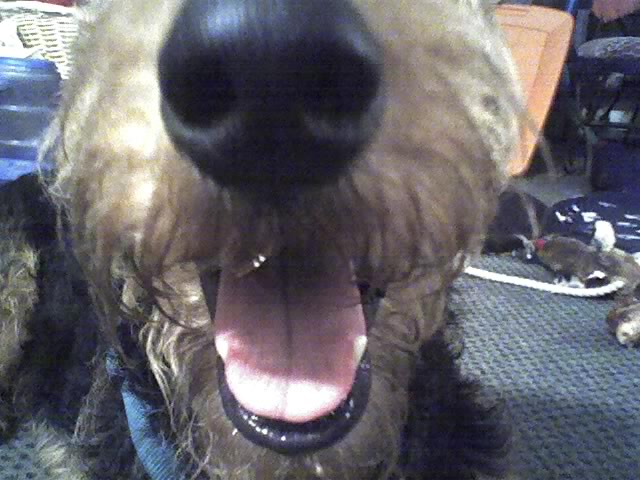 Airedales!