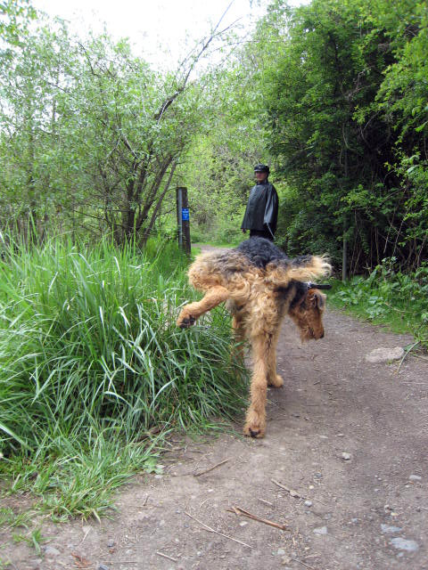 Forest Airedale