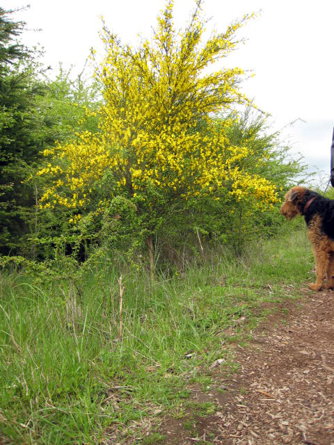 Forest Airedale