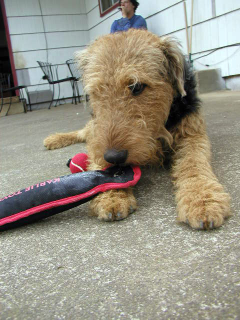 Airedale Yard